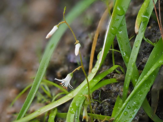 圖為廣西肺筋草。（廣西壯族自治區(qū)中醫(yī)藥研究院供圖）