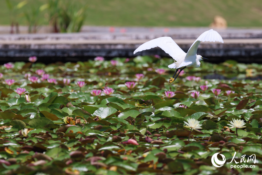 彩蓮滿塘鷺鳥飛。人民網(wǎng)記者 陳博攝