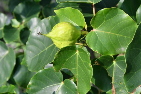 圖為石山油桐。（廣西壯族自治區(qū)中醫(yī)藥研究院供圖）