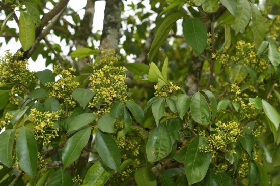 圖為廣西割舌樹。（廣西壯族自治區(qū)中醫(yī)藥研究院供圖）
