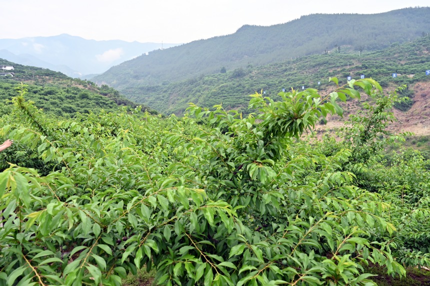 柑園村漫山遍野的脆李樹。鄒樂攝