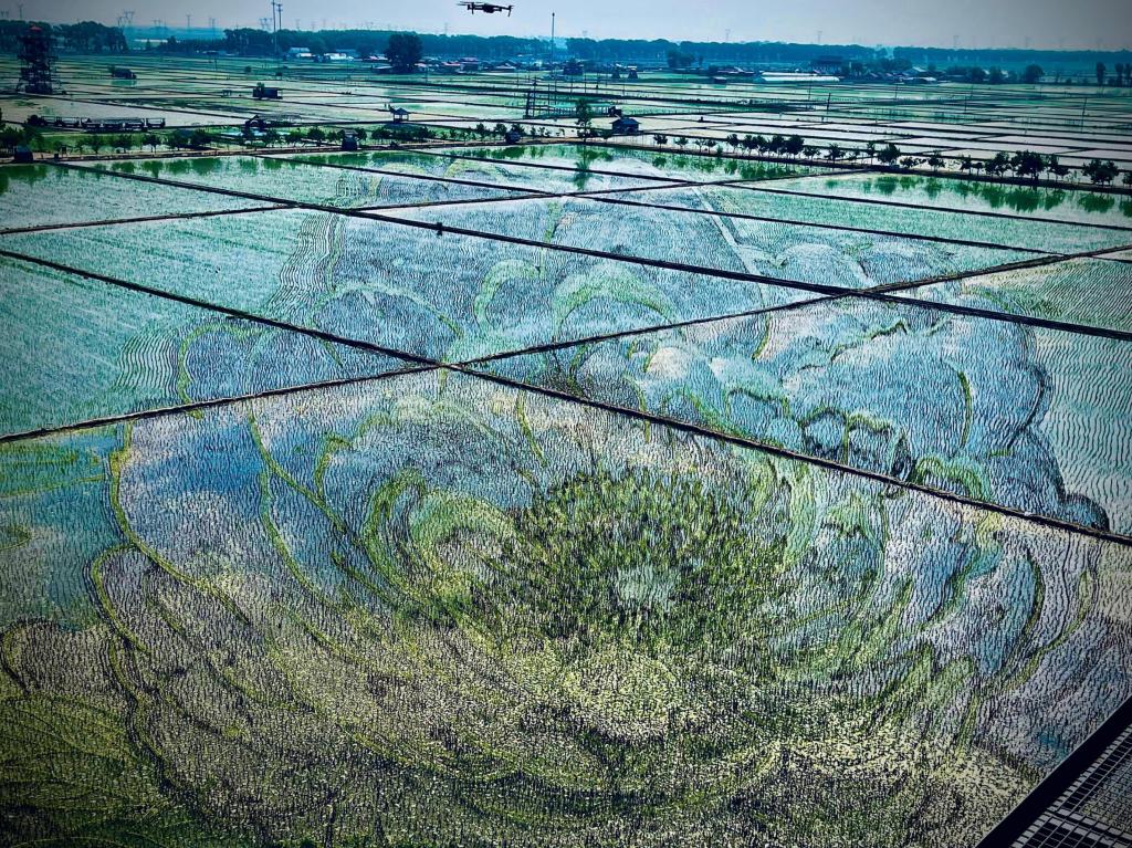 國色山河主題稻田畫。人民網(wǎng)記者 任妍攝