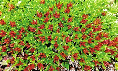 青藏墊柳。資料圖片