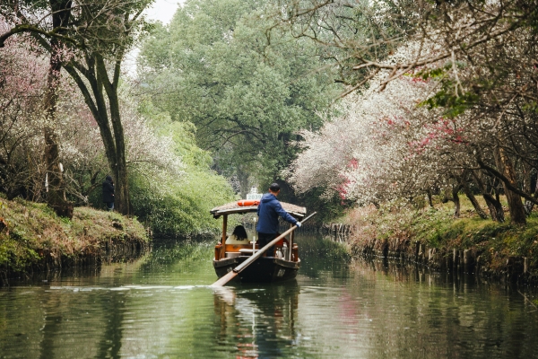 杭州西溪濕地，河岸梅花盛開。圖片來源：視覺中國