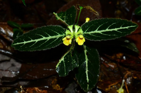 圖為美脈假糙蘇。（廣西壯族自治區(qū)中醫(yī)藥研究院供圖）