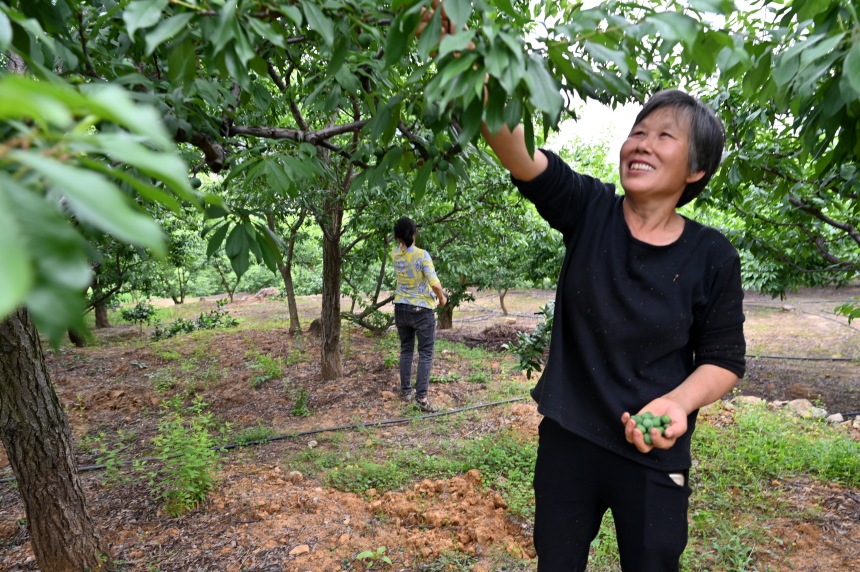村民們搶抓農(nóng)時，忙著為脆李樹疏果。鄒樂攝