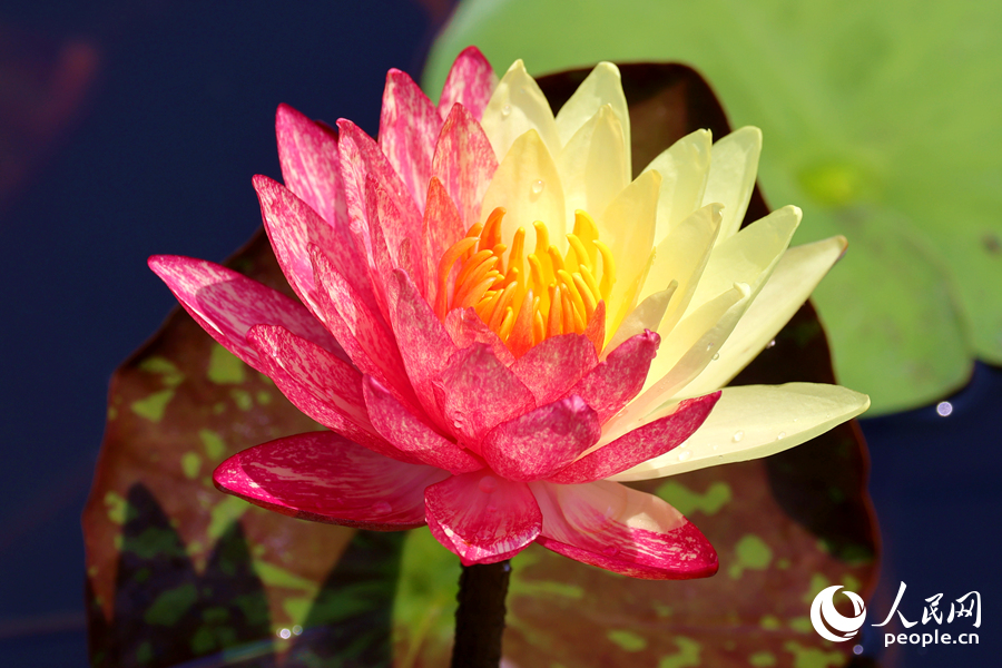 廈門海灣公園中，雙色睡蓮嬌艷欲滴。人民網(wǎng)記者 陳博攝