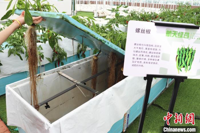 圖為在南昌市紅谷灘區(qū)元宇宙·VR數(shù)字農(nóng)業(yè)示范基地氣霧培養(yǎng)車間里，螺絲椒長勢良好?！⌒苠\陽 攝