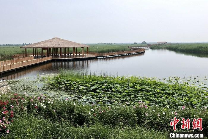 從完成頂層設(shè)計到如火如荼大規(guī)模建設(shè)，六年來，雄安新區(qū)如春天的竹子一般拔節(jié)生長，這座承載千年大計的“未來之城”已雄姿初顯。從“一張白紙”開始著墨，如今的雄安新區(qū)已是濃墨重彩的“山水畫”。<a target='_blank' href='/'>中新社</a>記者近日走訪了雄安新區(qū)多地，從“藍綠金”三色感受這座“未來之城”的巨大變化。圖為7月20日，河北白洋淀上荷花滿淀、蘆花搖曳。 <a target='_blank' href='/'>中新社</a>記者 易海菲 攝